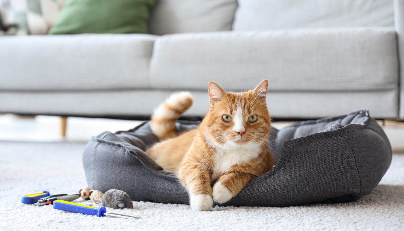 Chats - Comment bien choisir les accessoires pour votre chat ?